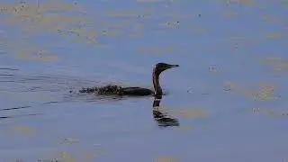CORMORANT HUNTING IN SHALLOW WATER