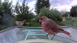 Two Cardinals Visit a Smart Bird Feeder for the First Time!