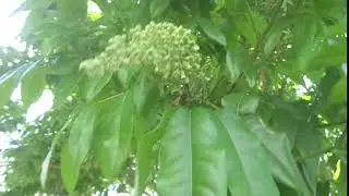 Flora&ccedil;&atilde;o da pitombeira