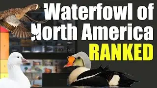 Best ducks, geese, and swans in North America&mdash;RANKED TIER LIST