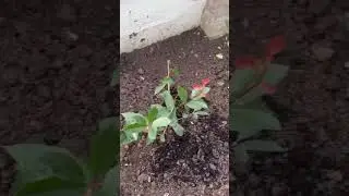The best way to Plant Red Robin shrubs 👌