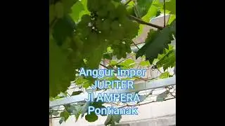 Anggur impor JUPITER berbuah