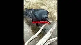 The Smartest Crow Ever 🧠🐦&zwj;⬛ #shorts