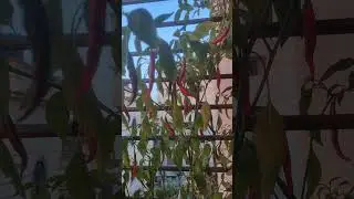 Lots of 🌶️ #shorts #reels #shortsyoutube #shortsfeed #nature #chili #tree #viralvideo #viral