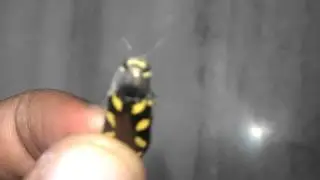 Jewel beetle HTC Desire HD A9191