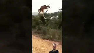 Lion's Failed Ambush: Deer Escapes with Epic Road Jump #animals #wildlife #funny