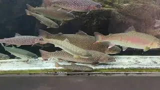 仙台海洋森林水族館 櫻鱒