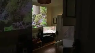 Samsung QLED 42 vs The Freestyle - cat distractions #shorts