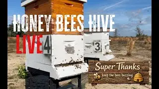 Live at The Hive Honey Bees 11 Jan 2026