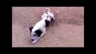 Quantum, cachorro cruce pointer