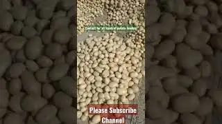 Agra Potato Suppliers #302_Potato #3797_Potato #potato #vegetable #wholesale #potatopricetoday#short