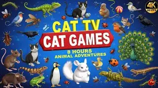CAT TV 4K60FPS 🐾 Penguin, Rat, Frog & More | Ultimate CAT GAMES 8-Hour Entertainment for Cats 😻