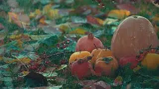 Autumn tv spot 2 for Public tv of Armenia