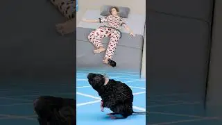 Если вас укусила крыса, не игнорируйте это! #шорты #факты