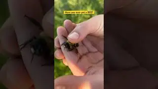 We have a pet bee 🐝 #shorts #fatherson #bees