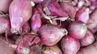 Harga bawang merah hari ini di pasar Sukomoro Nganjuk turun 