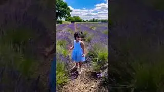 Lavender adds colour to your frame&hellip;beautifullavenderfarrm#littleprincesswalk#trending