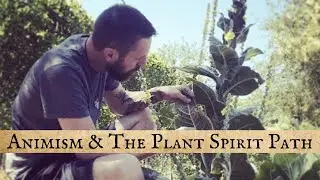 Animism and The Plant Spirit Path