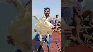 Why release turtle in sea 🤔