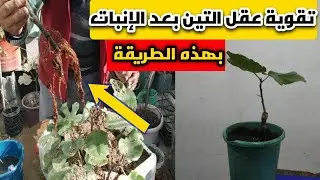 تقوية عقل التين بعد الإنبات ،بهذه الطريقة
