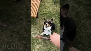 Corgi plays fetch #dog #pet #corgi #stick #fetch #shorts