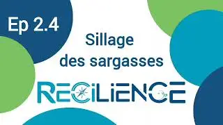 EP2.4 Le sillage des Sargasses