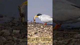 Least tern hunting video | Ranthambore National Park #wildlife #tiger #ranthambhorenationalpark