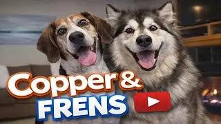 Dogs, Stories, and a Cozy Sunday Night Hangout | Copper & Frens 🐾