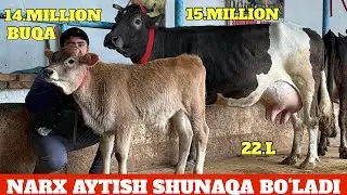 MANA SIZGA NARXLAR SINDI😳CHEMPION SIGIRLAR🔥ULGURIB QOLIN😱SIROJIDDIN No1