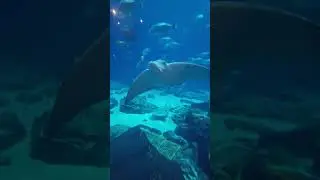 The Little Things #georgiaaquarium  #maketimetorelax #claiming  #findyourthing