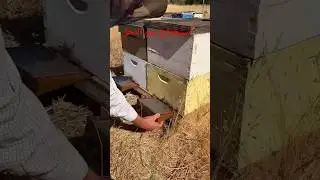 آستخراج سم  النحل bee venom extraction #honeybeesting #bee #america