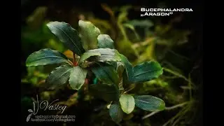 Aquarium  Bucephalanra North Kudagang Central Cali