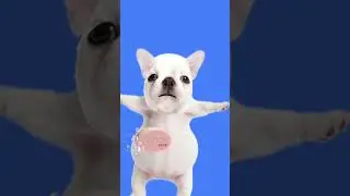 #pets #cute #puppy #wash