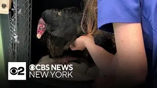 Turtle Back Zoo visitors observe turkey vulture wellness check