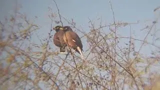 Common Myna Bird Call | IndianMyna Bird Sound