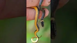 Ring-necked snake | Terrifying Snakes That Are Actually Friendly