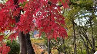 Kankakei with autumn leaves 紅葉の寒霞渓 【香川県　小豆島】