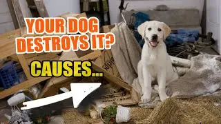 🐶 DESTRUCTIVE Behavior in DOGS 👇 &iquest;What Should I Do?