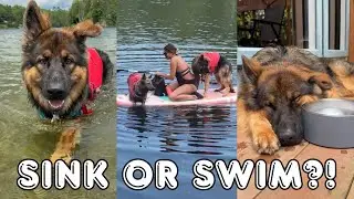Fluffy German Shepherd Learns To Swim 🐾