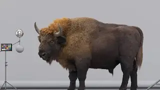European Bison pose fur Houdini groom turntable