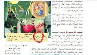 أنشطة في الخلية علوم ثالث متوسط الترم الاول الجزء الثاني 