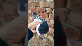 #pigeon #pigeonlaver #bird #kabootar #kabootarloft05 #birdspecies #shortvideo #kabutar