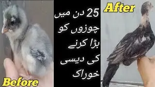 how to increase chicks weight faster | how tow increase chickens weight fast | chicks weight gain