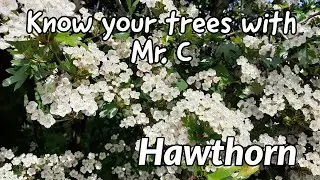 Hawthorn tree