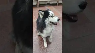 गाना गाने वाला साइबेरियन हस्की। #dogbreed #husky #shorts