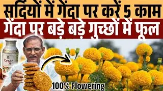 सर्दियों मे गेंदा पर गुच्छों मे बड़ेबड़े फूल केवल 5 कम ओर ये फ्री की खाद कीड़ो का भी सफाया Mariegold
