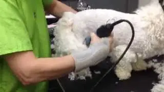 Matted Dog pelt removal