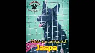 Simply the Best Boarding Kennels in Thanet Kent 01843 823568