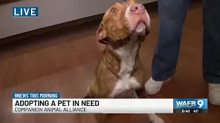 Adopting a pet in need