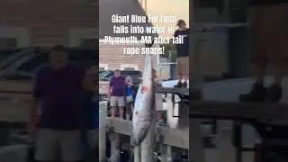 Giant Blue Fin Tuna Falls Into Water in Plymouth, MA After Tail Rope Snaps! @thequalifiedcaptain
